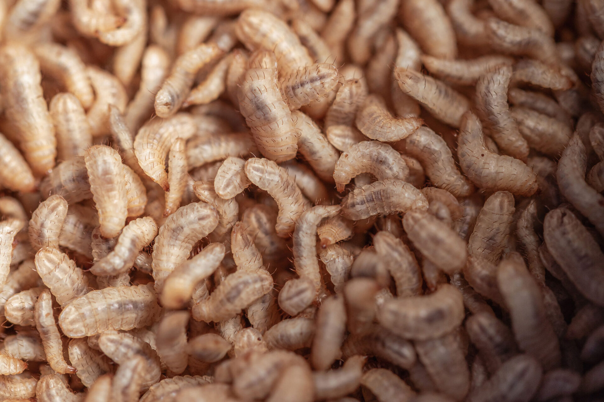 Viele Larven der Schwarzen Soldatenfliege auf einem Haufen