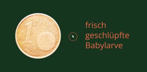 Größenvergleich frisch geschlüpfte Babylarve vs. 1 Euro Cent