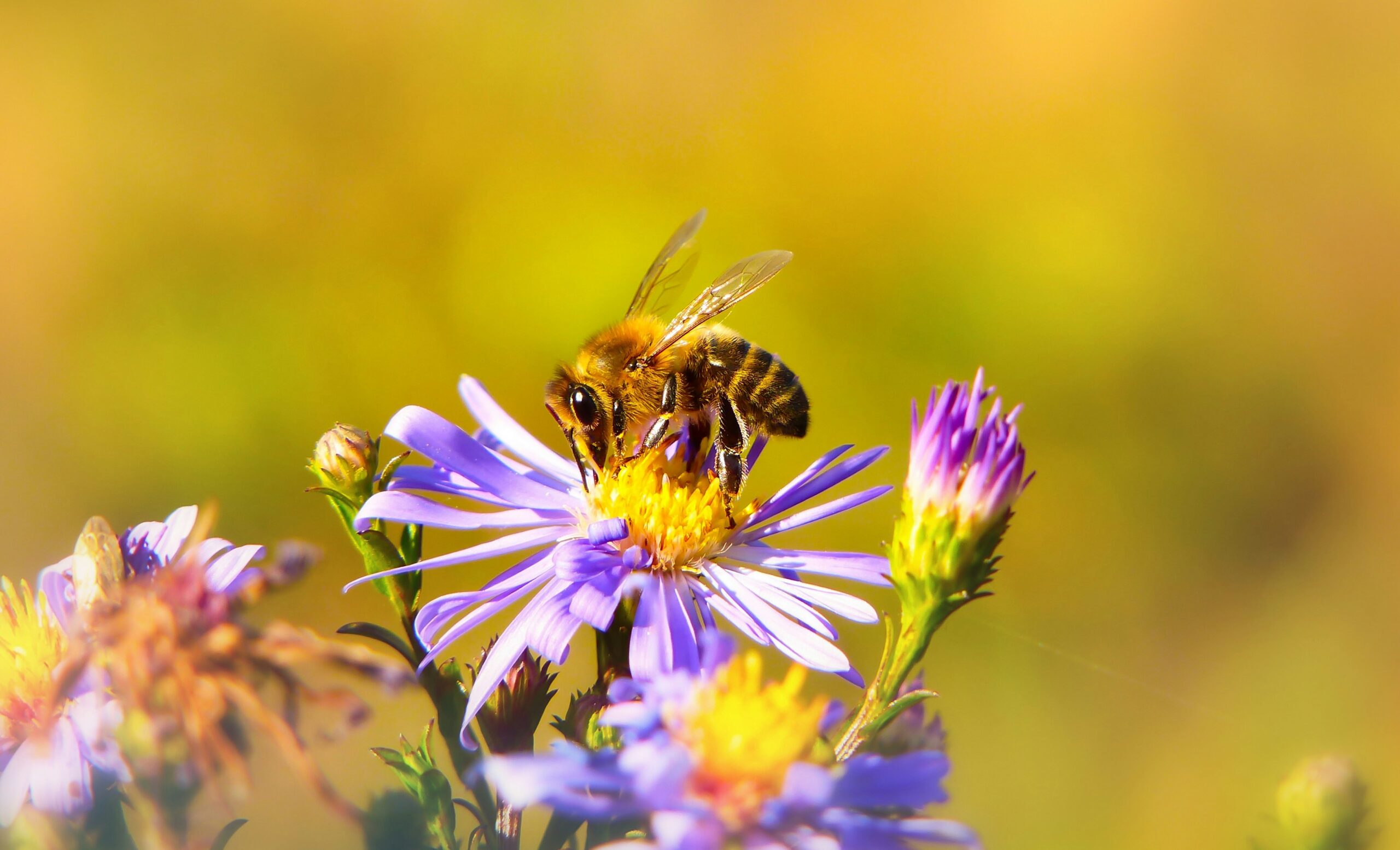 Biene auf lila Blumen