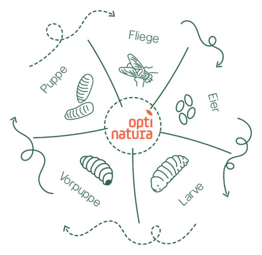 Diagramm Lebenszyklus der Schwarzen Soldatenfliege