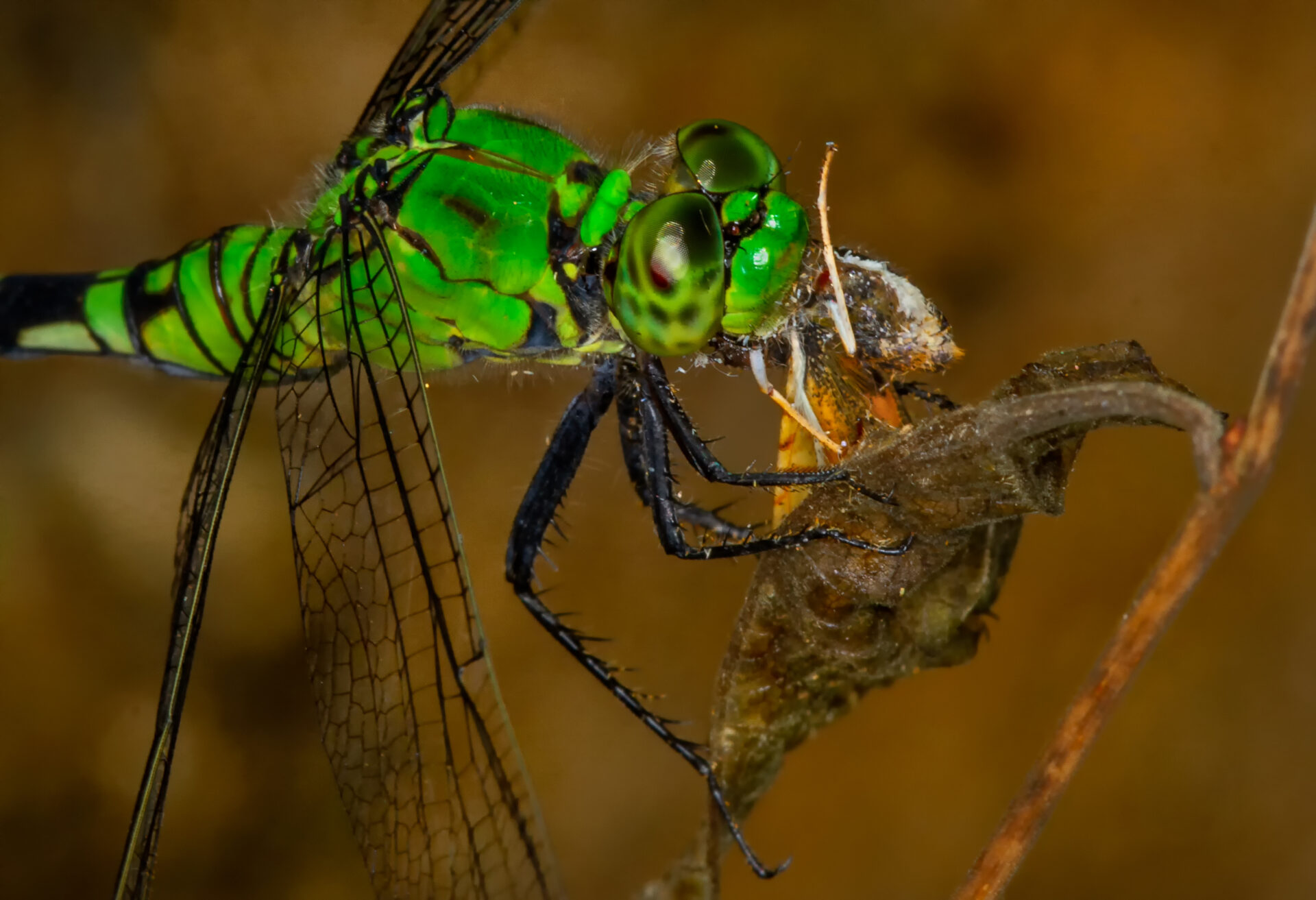 Libelle Nahrung