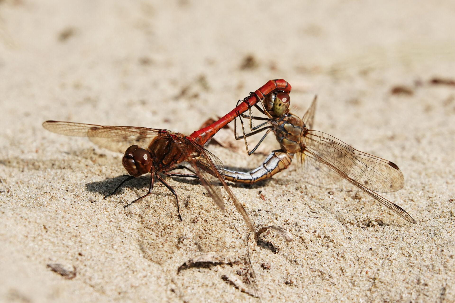 Libelle Klimawandel