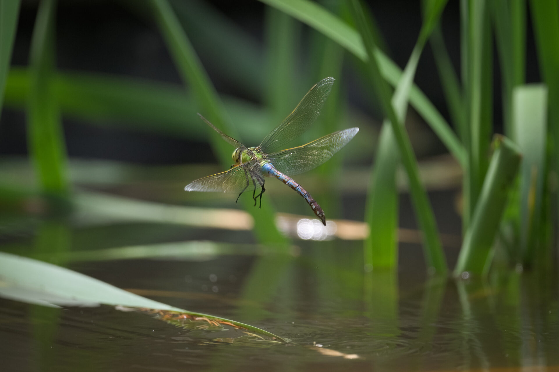 Libelle Wasserlandschaft