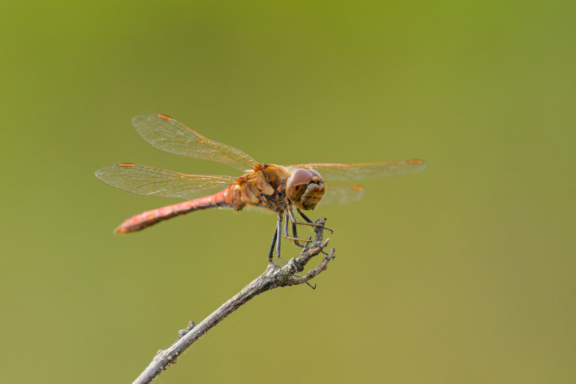 Libelle auf Ast