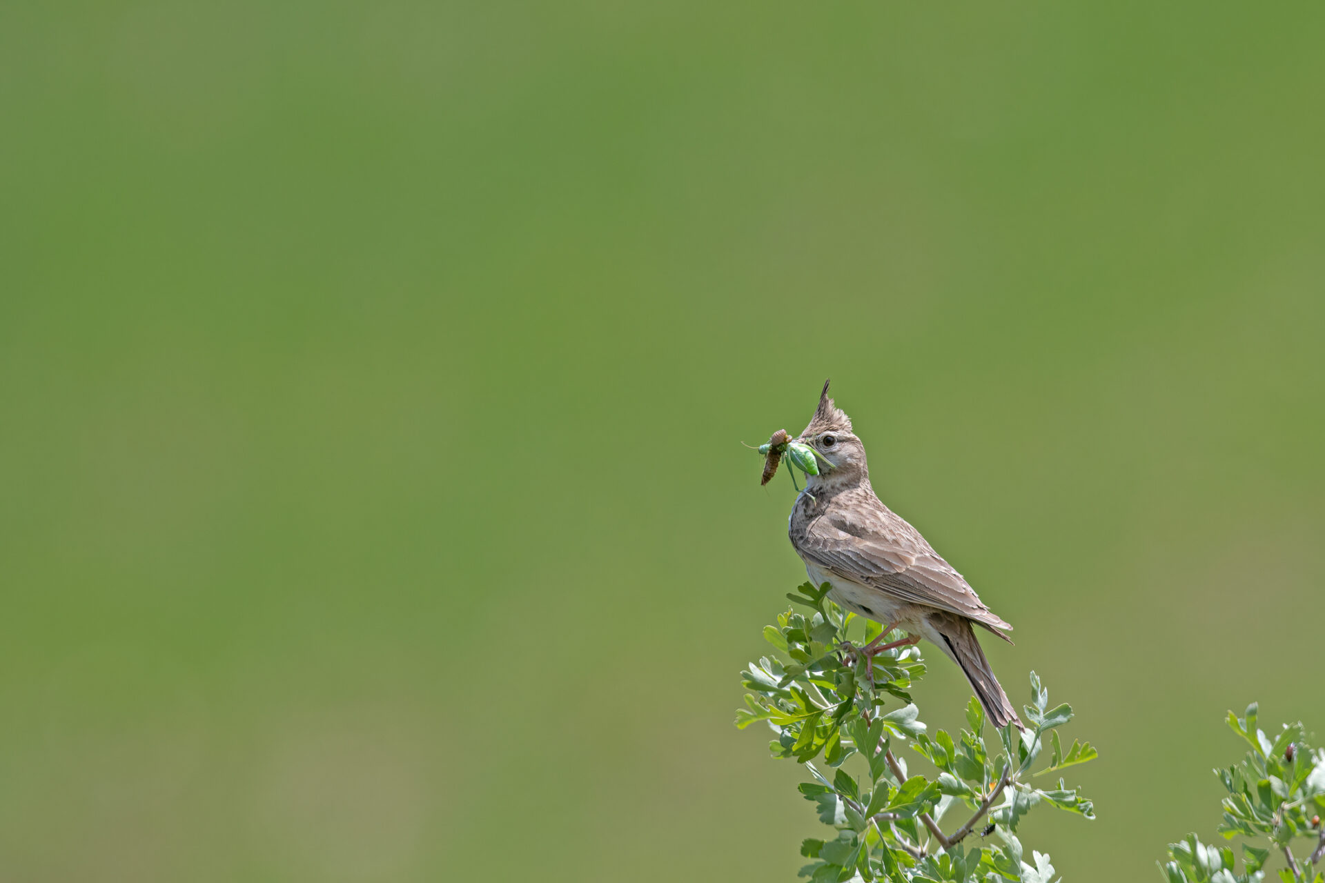 Vogel sitzt auf Ast und frisst eine Heuschrecke