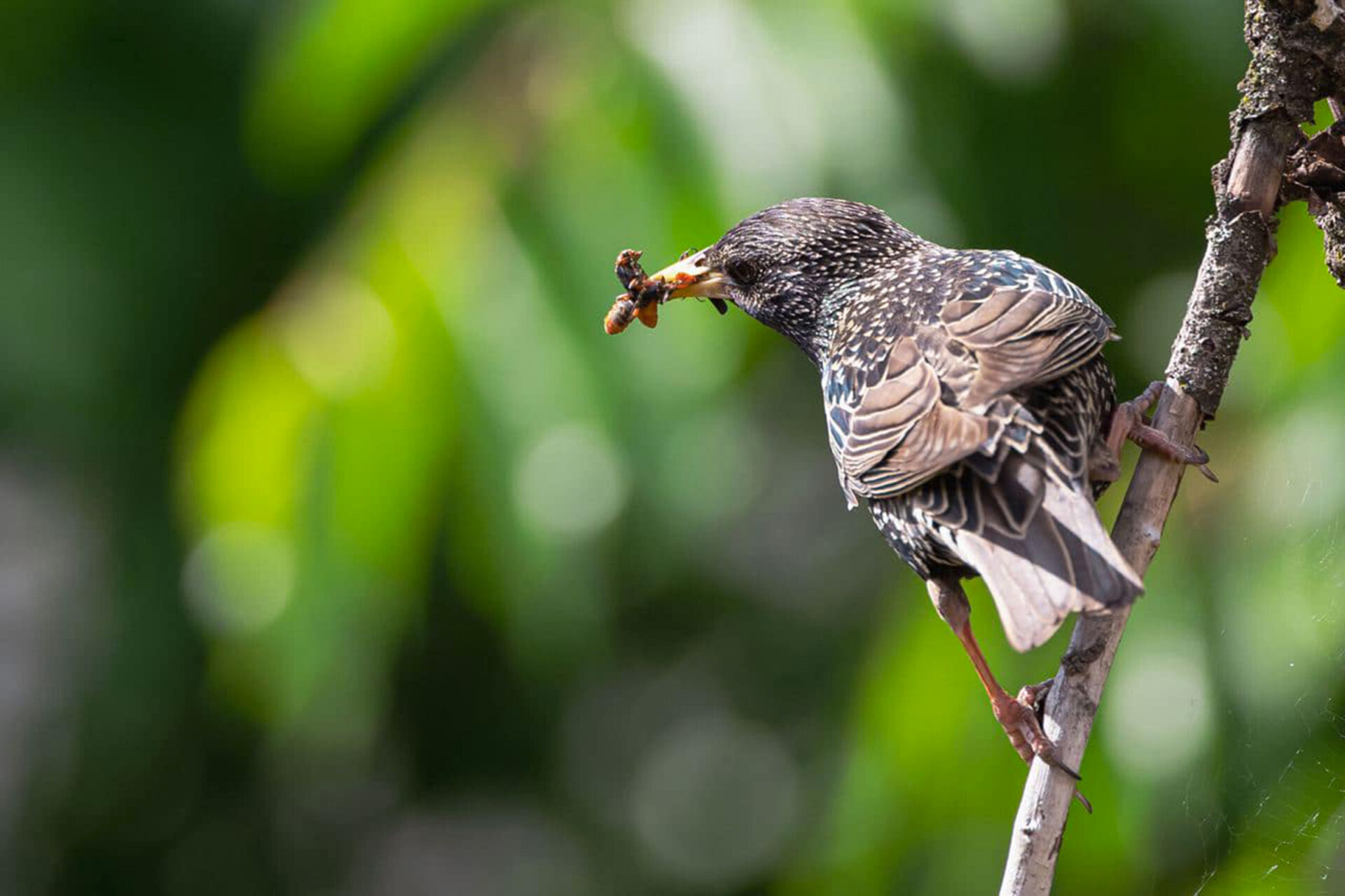 vogel insekten