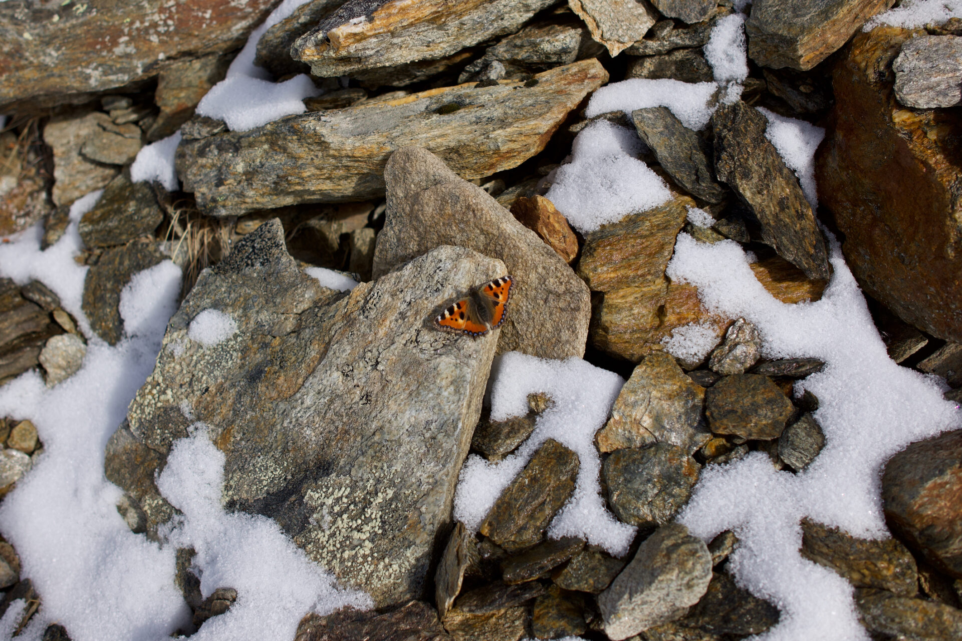 Schmetterling winter