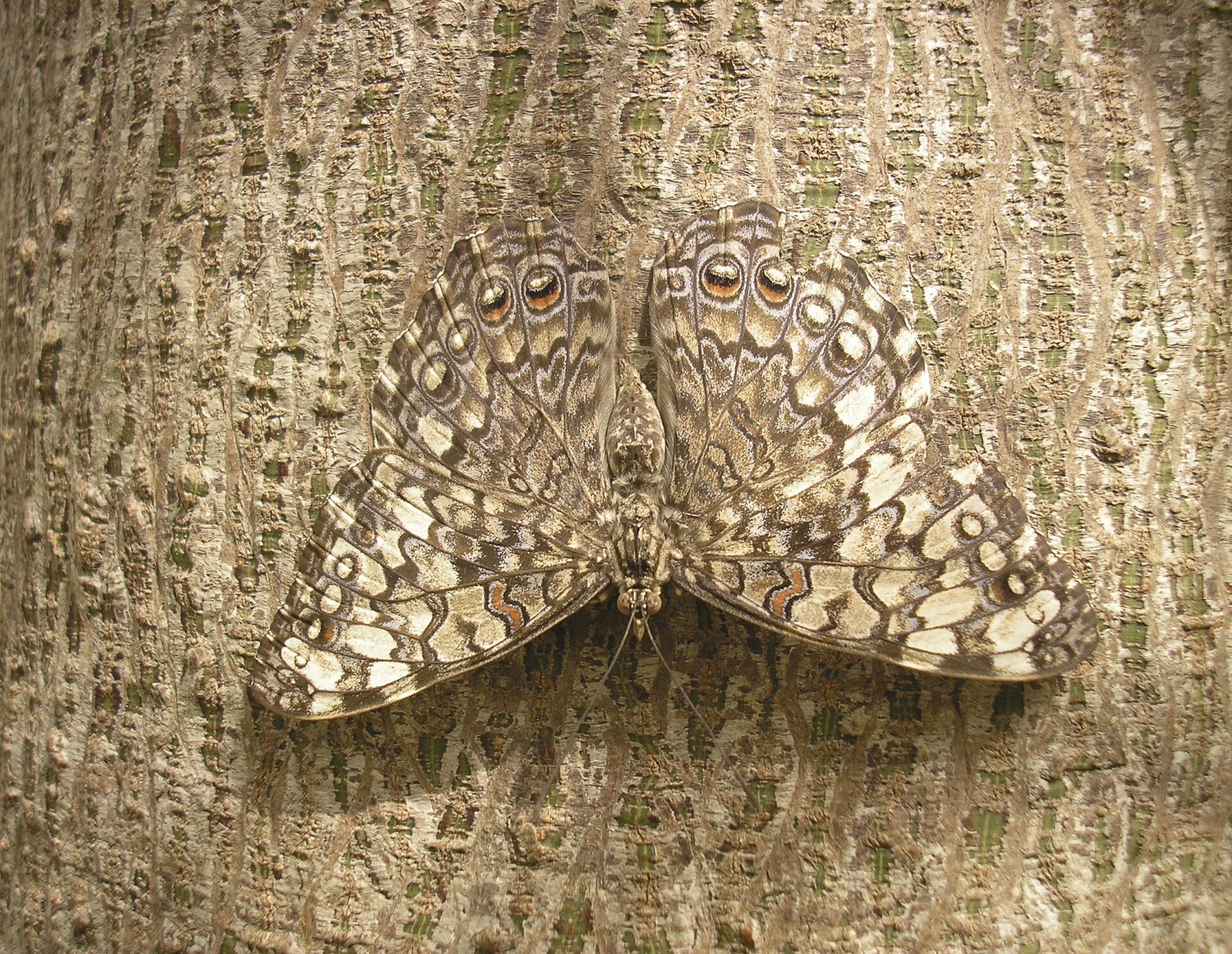 Schmetterling Tarnung