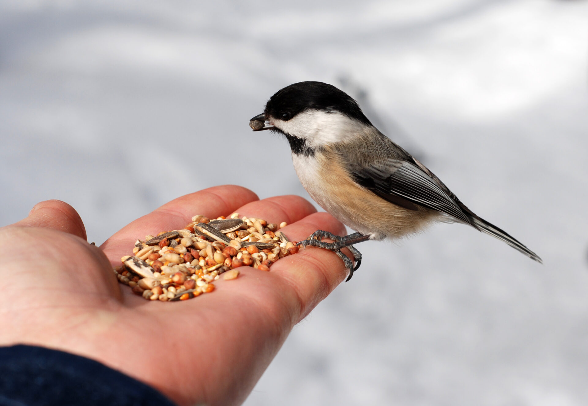 Futtermittel Vogel