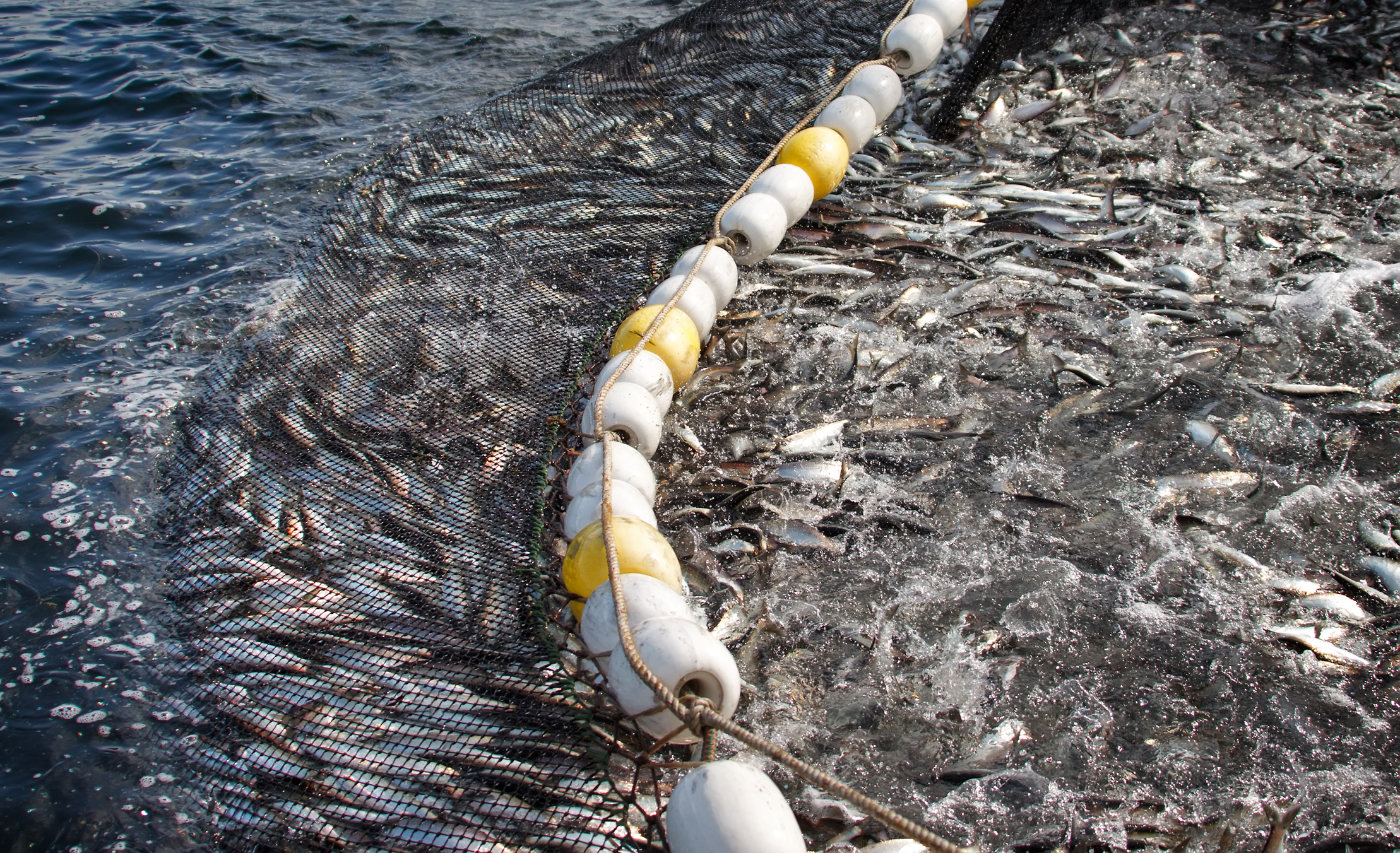 Fischfang - Auswirkungen auf unsere Meere