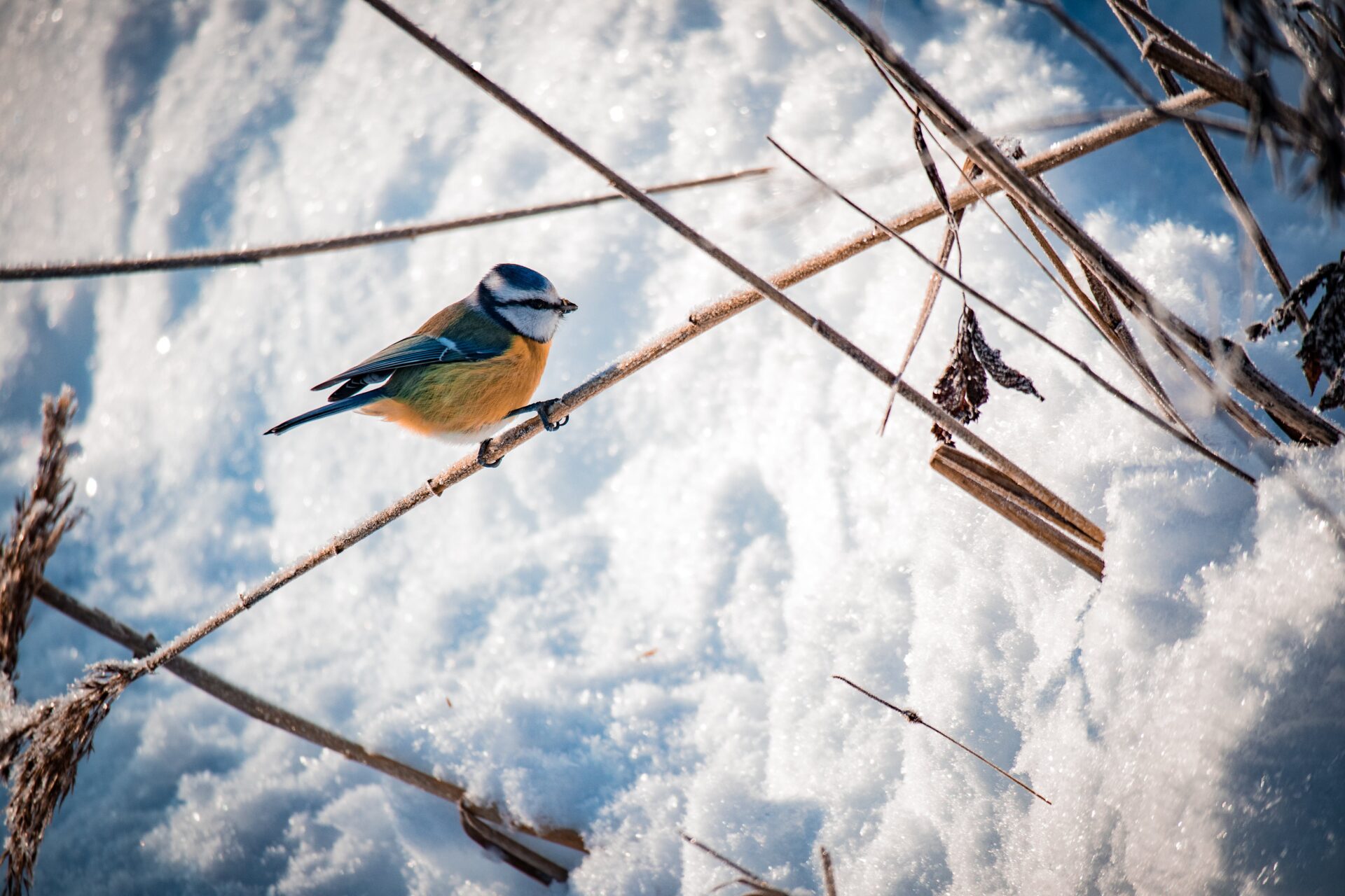 Blaumeise sitzt im Winter auf einem Grashalm