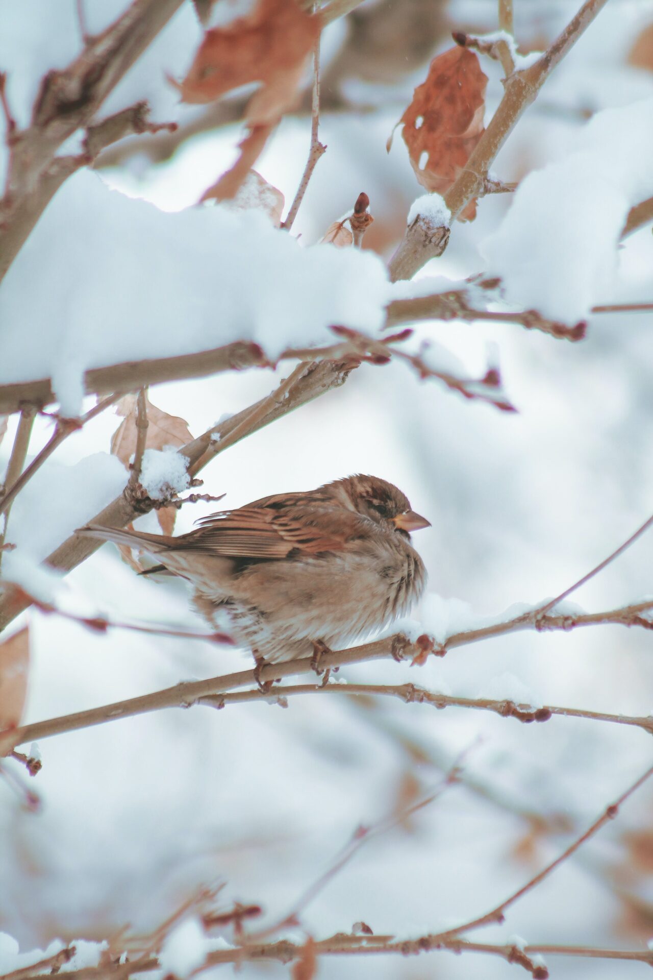 Spatz sitzt auf einem verschneiten Ast