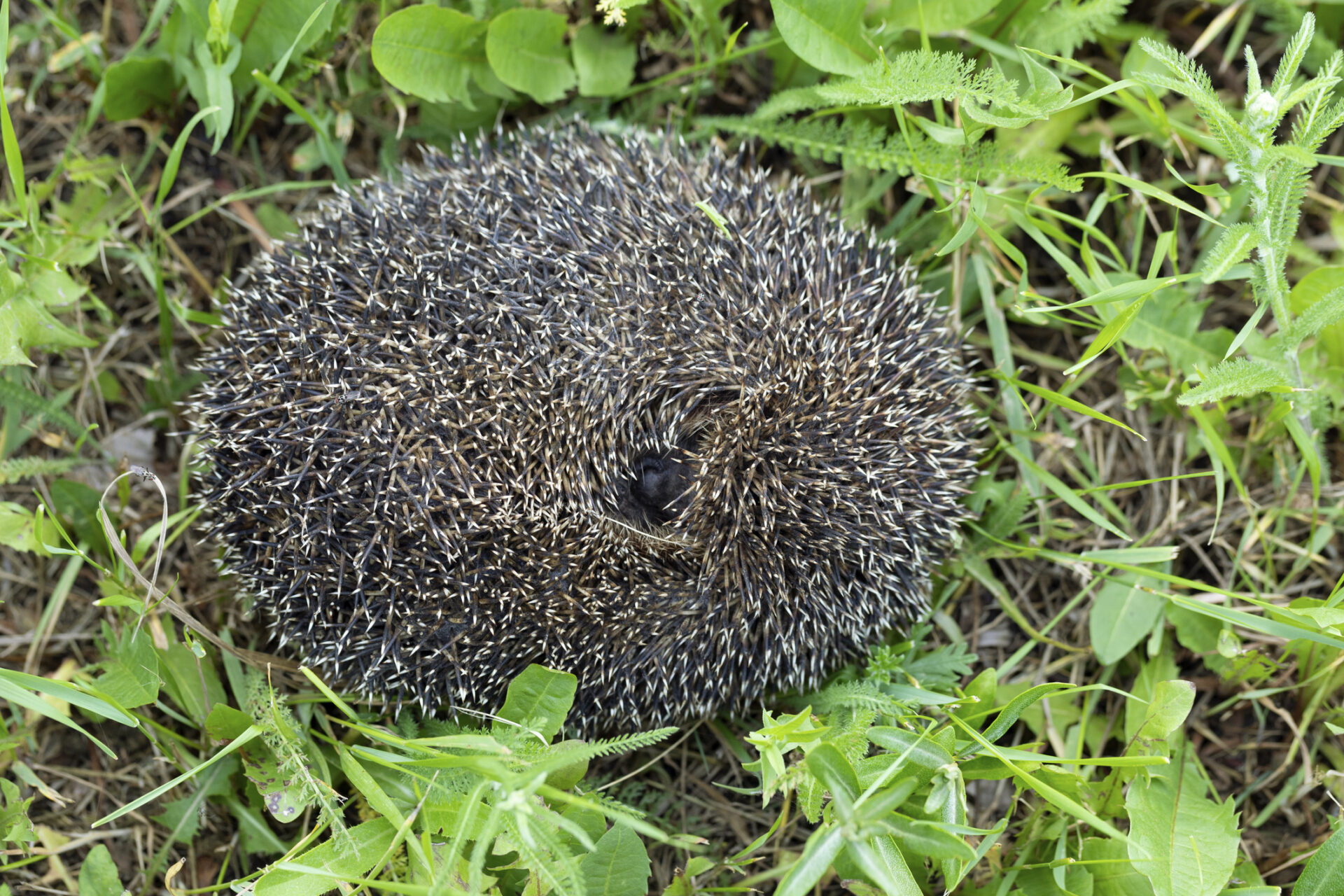 Igel eingerollt