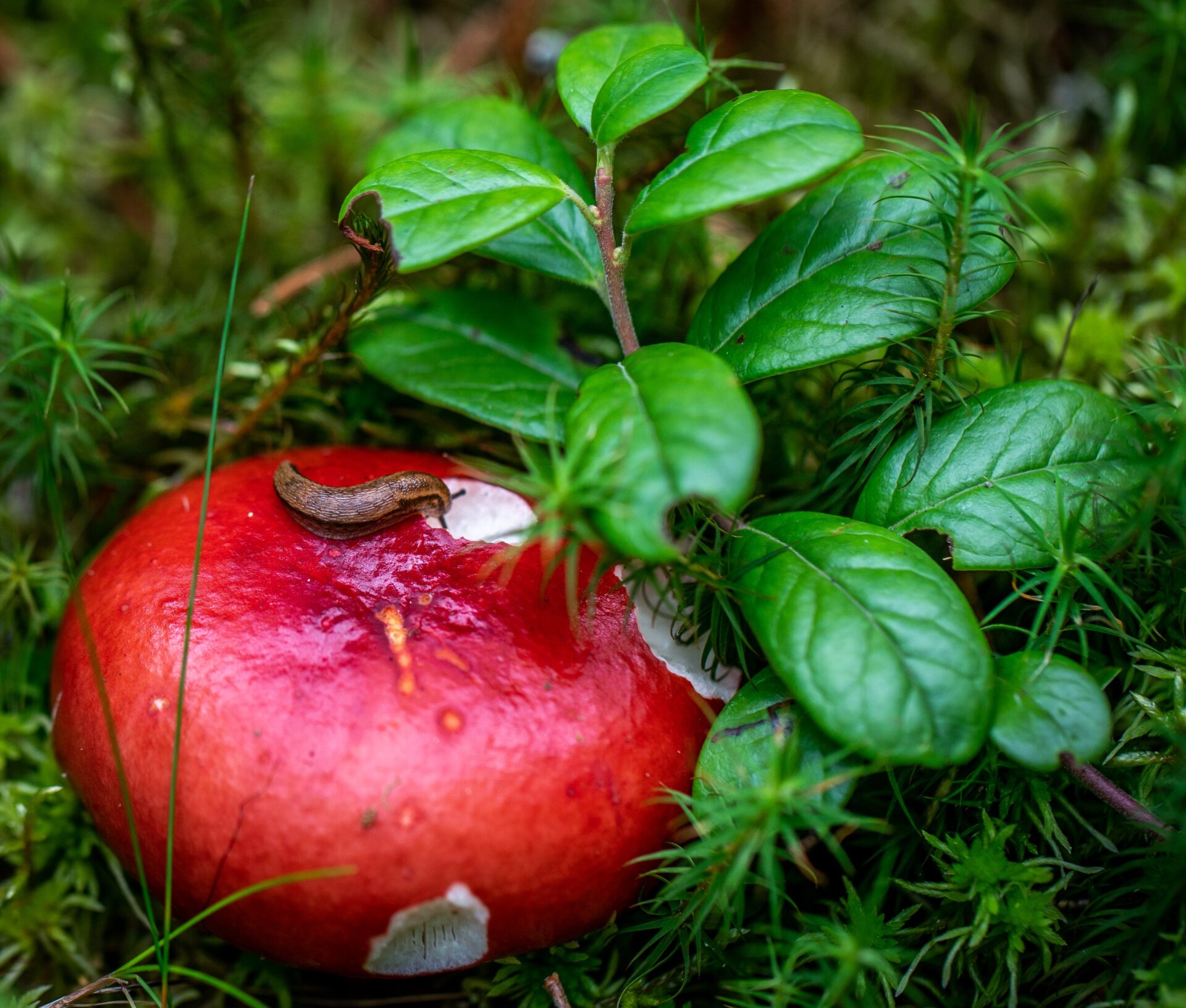 Schnecke auf rotem Apfel