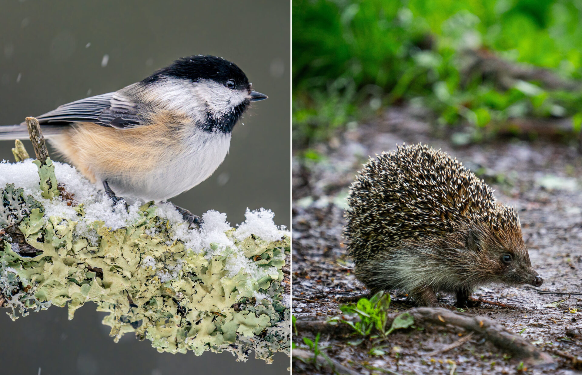 Vogel im Winter und Igel im Sommer